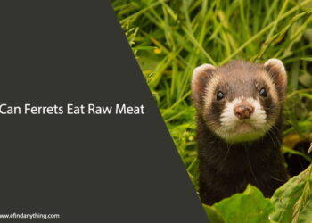 Can Ferrets Eat Raw Meat