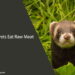 Can Ferrets Eat Raw Meat