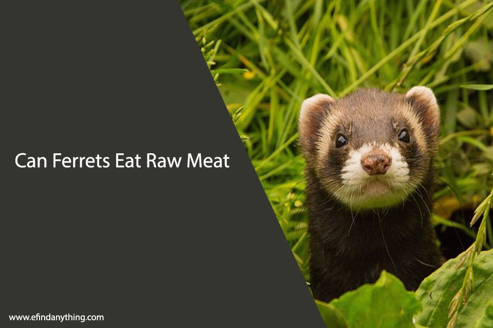 Can Ferrets Eat Raw Meat