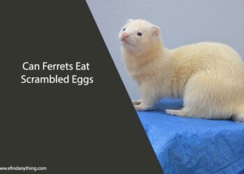 Can Ferrets Eat Scrambled Eggs