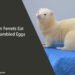 Can Ferrets Eat Scrambled Eggs