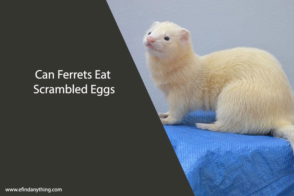 Can Ferrets Eat Scrambled Eggs
