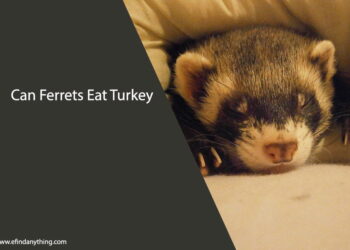 Can Ferrets Eat Turkey