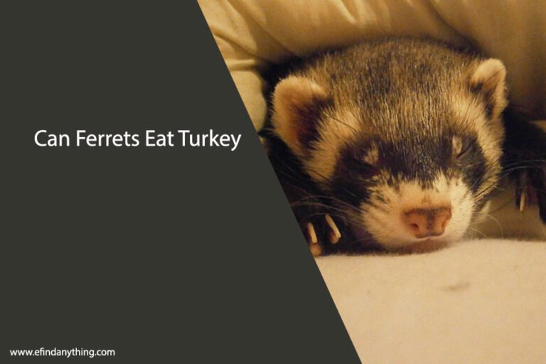 Can Ferrets Eat Turkey