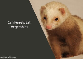 Can Ferrets Eat Vegetables