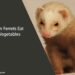 Can Ferrets Eat Vegetables