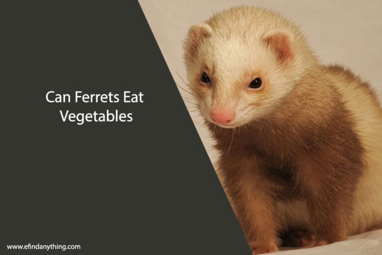 Can Ferrets Eat Vegetables
