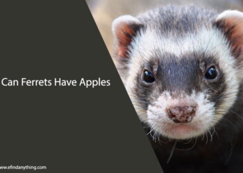 Can Ferrets Have Apples