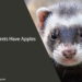 Can Ferrets Have Apples