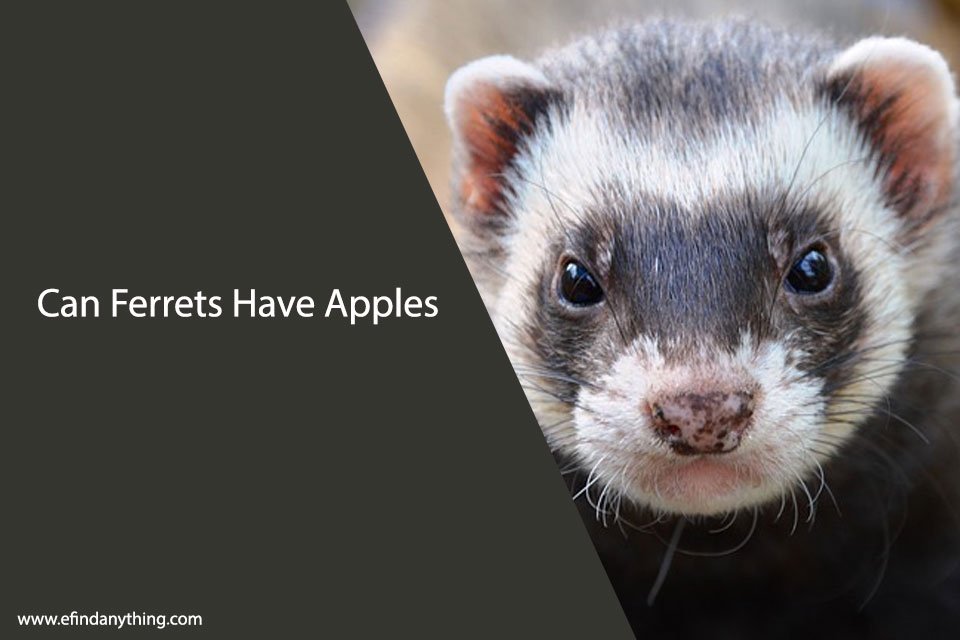 Can Ferrets Have Apples?