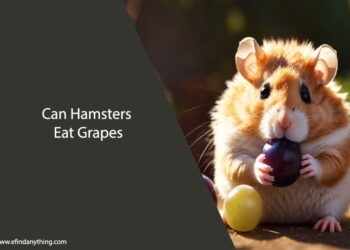 Can Hamsters Eat Grapes