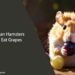 Can Hamsters Eat Grapes