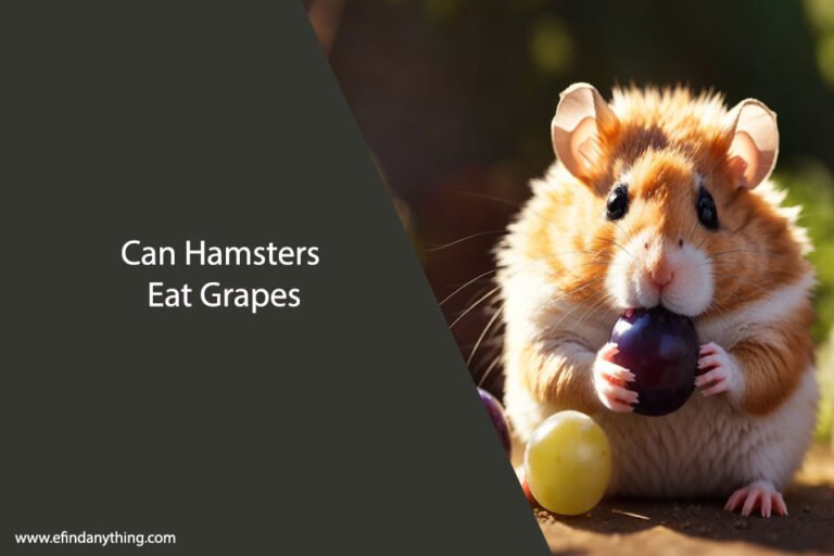 Can Hamsters Eat Grapes