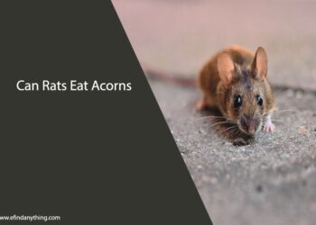 Can Rats Eat Acorns