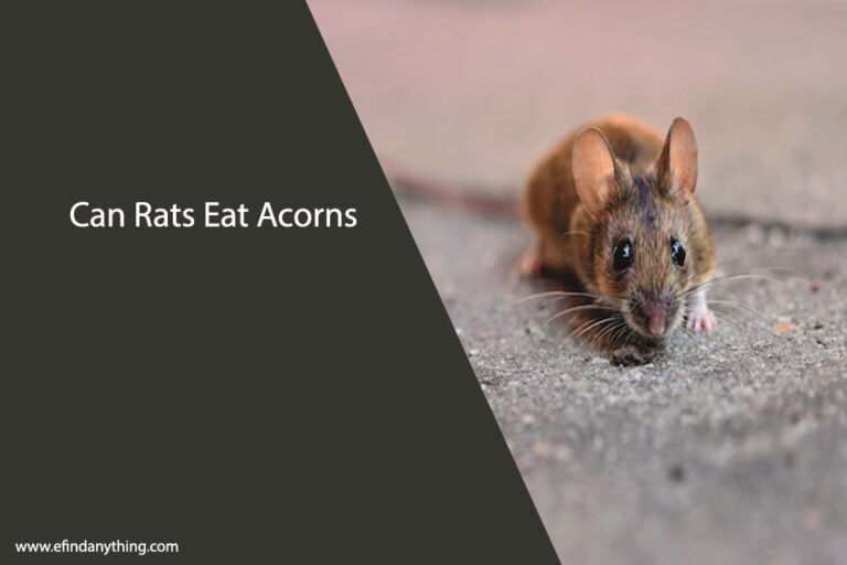 Can Rats Eat Acorns