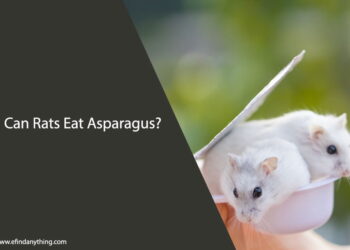 Can Rats Eat Asparagus