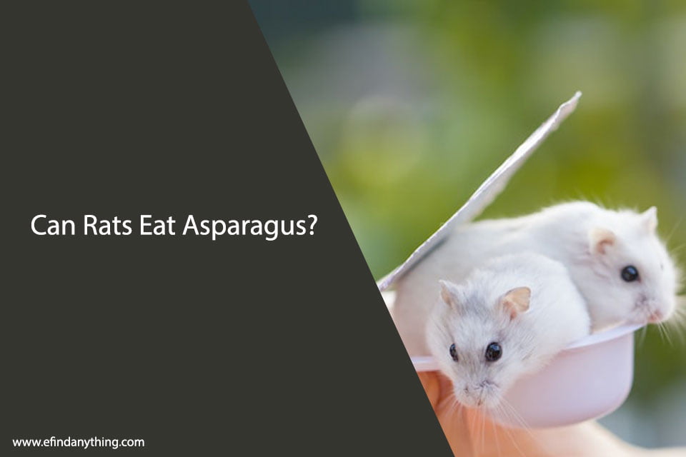 Can Rats Eat Asparagus? A Comprehensive Guide