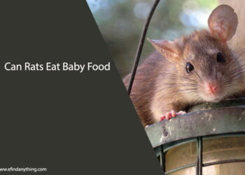 Can Rats Eat Baby Food