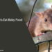 Can Rats Eat Baby Food