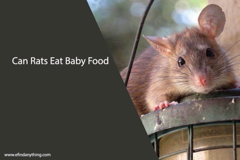 Can Rats Eat Baby Food
