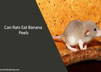 Can Rats Eat Banana Peels