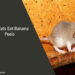 Can Rats Eat Banana Peels