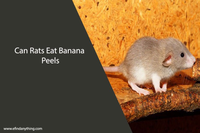 Can Rats Eat Banana Peels