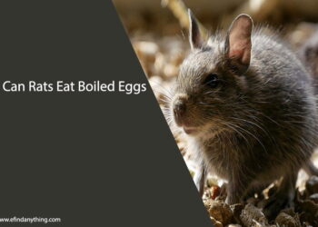 Can Rats Eat Boiled Eggs