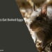 Can Rats Eat Boiled Eggs