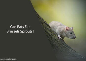 Can Rats Eat Brussels Sprouts