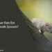 Can Rats Eat Brussels Sprouts