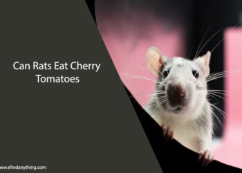 Can Rats Eat Cherry Tomatoes