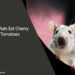 Can Rats Eat Cherry Tomatoes