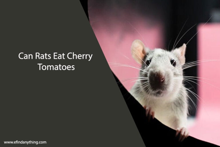 Can Rats Eat Cherry Tomatoes