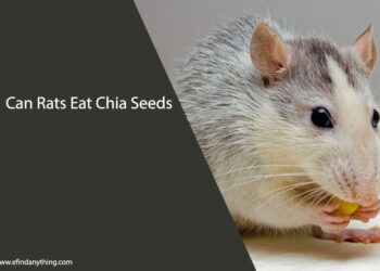 Can Rats Eat Chia Seeds