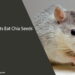 Can Rats Eat Chia Seeds