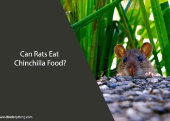 Can Rats Eat Chinchilla Food