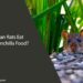 Can Rats Eat Chinchilla Food