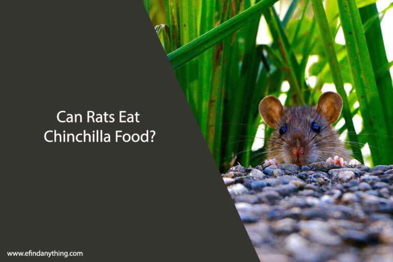 Can Rats Eat Chinchilla Food