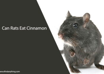 Can Rats Eat Cinnamon