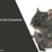 Can Rats Eat Cinnamon