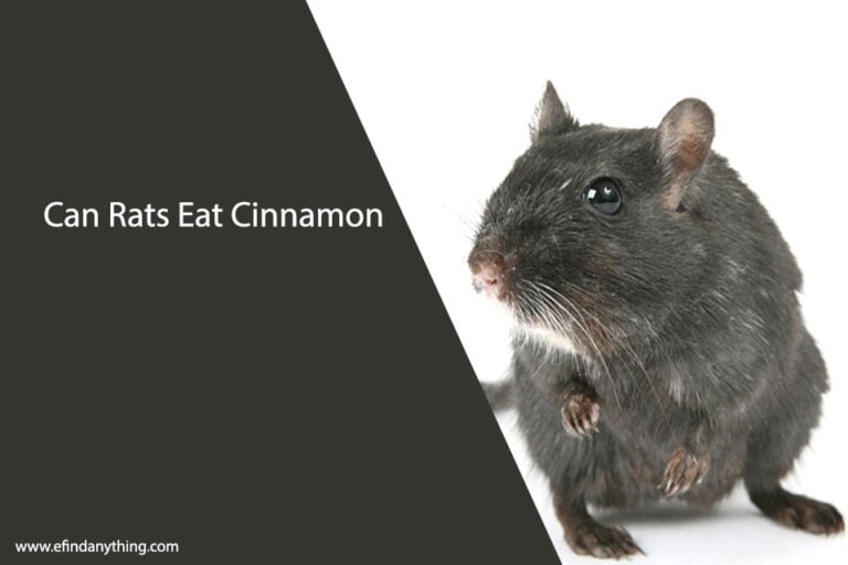 Can Rats Eat Cinnamon