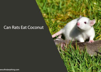 Can Rats Eat Coconut