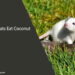 Can Rats Eat Coconut