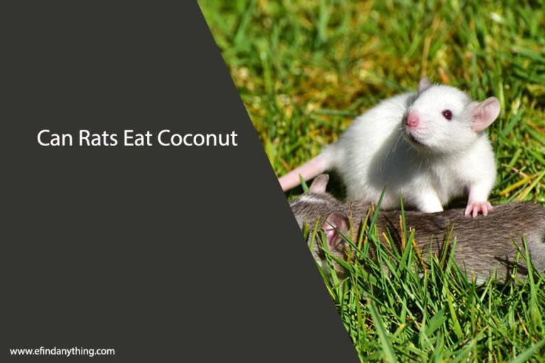 Can Rats Eat Coconut