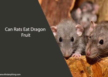 Can Rats Eat Dragon Fruit