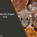Can Rats Eat Dragon Fruit