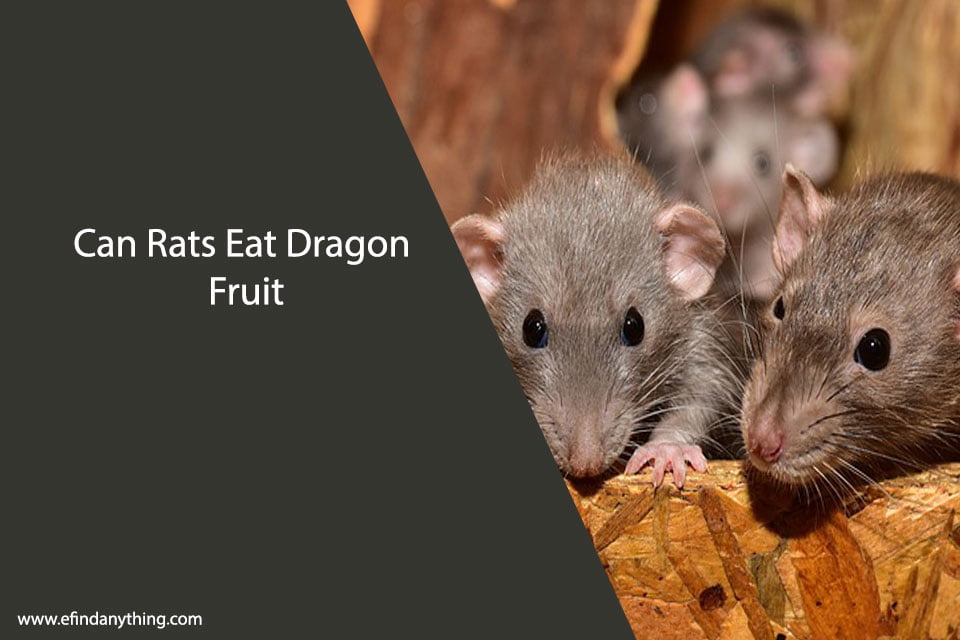 Can Rats Eat Dragon Fruit