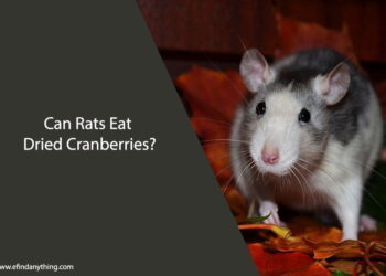 Can Rats Eat Dried Cranberries