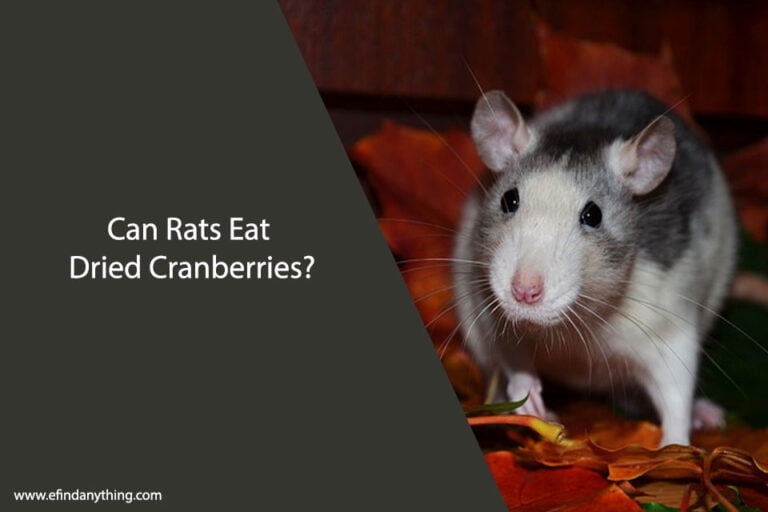 Can Rats Eat Dried Cranberries